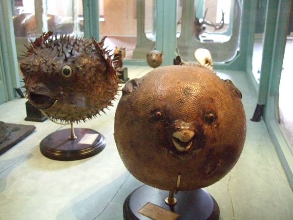2008-03-08-Bologne-Bilbolbul-poissons